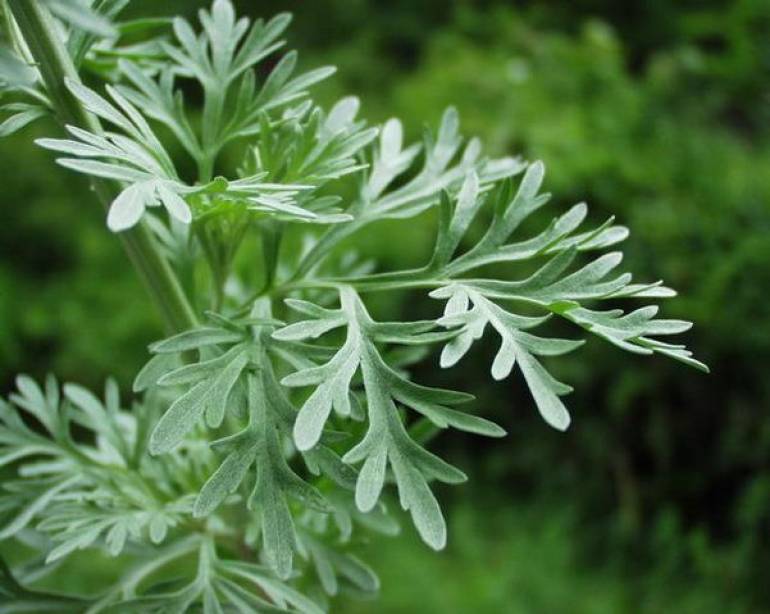 植物学25　Artemisia